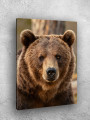 Постер на холсте &amp;quot;Бурый медведь&amp;quot; 