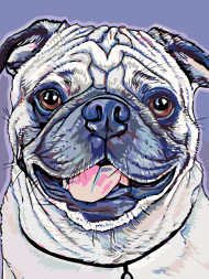 Raqamlar bo'yicha rasm "Oq mops"