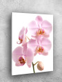Постер на холсте &amp;quot;Нежные цветы орхидеи&amp;quot;
