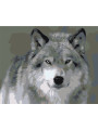 Картина по номерам &amp;quot;Волк&amp;quot;