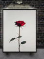 Постер на холсте &amp;quot;Красная роза на белом фоне&amp;quot;
