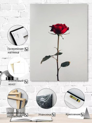 Постер на холсте &amp;quot;Красная роза на белом фоне&amp;quot;