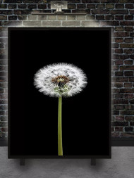 Постер на холсте &amp;quot;Одуванчик на чёрном фоне&amp;quot;