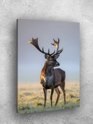 Постер на холсте &amp;quot;Олень на рассвете&amp;quot; 