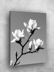 Постер на холсте &amp;quot;Белые цветы магнолии на ветке&amp;quot;