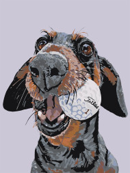 Raqamlar bo&#039;yicha rasm &quot;To&#039;p bilan it&quot;