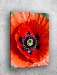 Постер на холсте &amp;quot;Красный мак крупным планом&amp;quot;