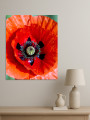 Постер на холсте &amp;quot;Красный мак крупным планом&amp;quot;