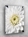 Постер на холсте &amp;quot;Белая хризантема крупным планом&amp;quot;
