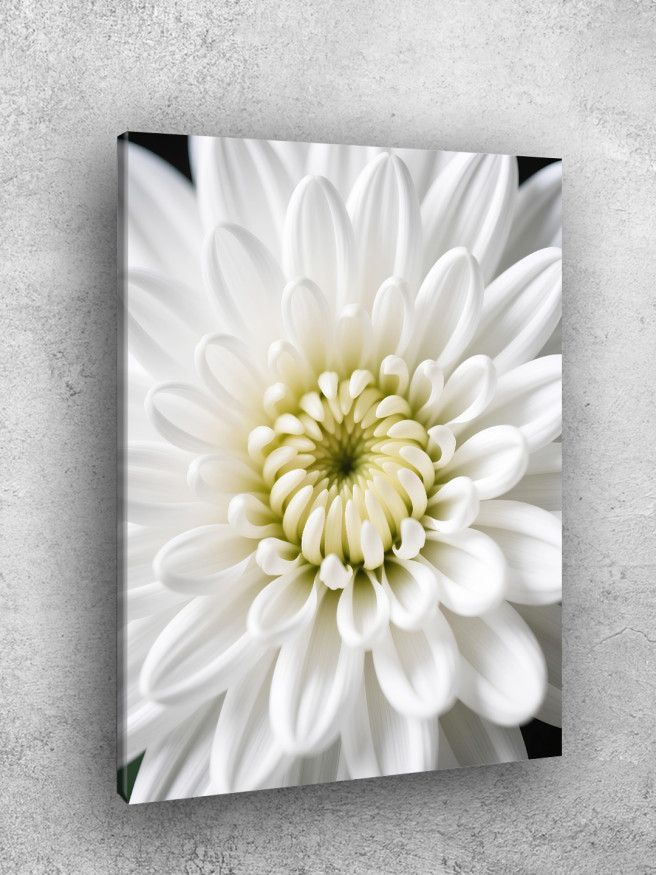 Постер на холсте &amp;quot;Белая хризантема крупным планом&amp;quot;