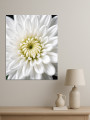 Постер на холсте &amp;quot;Белая хризантема крупным планом&amp;quot;