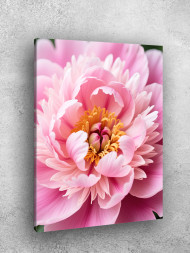Постер на холсте &amp;quot;Розовый пион крупным планом&amp;quot;