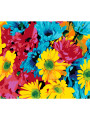 Картина по номерам &amp;quot;Разноцветные ромашки&amp;quot;