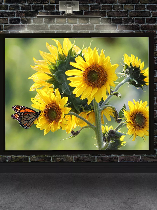 Holstga bosilgan poster &amp;quot;Quyoshgullar va monarh kapalagi&amp;quot;