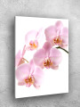 Постер на холсте &amp;quot;Светлые розовые орхидеи&amp;quot;