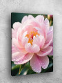 Постер на холсте &amp;quot;Розовый пион с каплями росы&amp;quot;