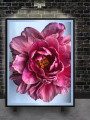 Постер на холсте &amp;quot;Розовый пион крупным планом&amp;quot;