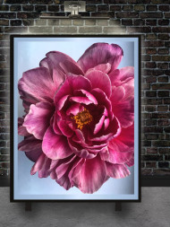 Постер на холсте &amp;quot;Розовый пион крупным планом&amp;quot;
