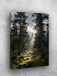 Holstga bosilgan poster "Quyosh nurlari ignabargli o‘rmonda"