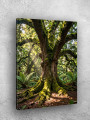 Постер на холсте &amp;quot;Лесное дерево с извилистыми корнями&amp;quot;