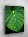Постер на холсте &amp;quot;Зелёный лист с каплями воды&amp;quot;