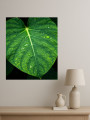 Постер на холсте &amp;quot;Зелёный лист с каплями воды&amp;quot;