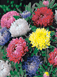 Raqamlar bo&#039;yicha rasm &quot;Rangbarang chinnigullar&quot;