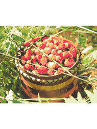 Картина по номерам &amp;quot;Сбор клубники&amp;quot;