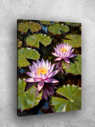 Постер на холсте &amp;quot;Водяные лилии в пруду&amp;quot;