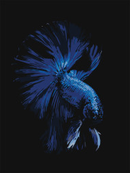 Raqamlar bo'yicha rasm "Moviy baliq"