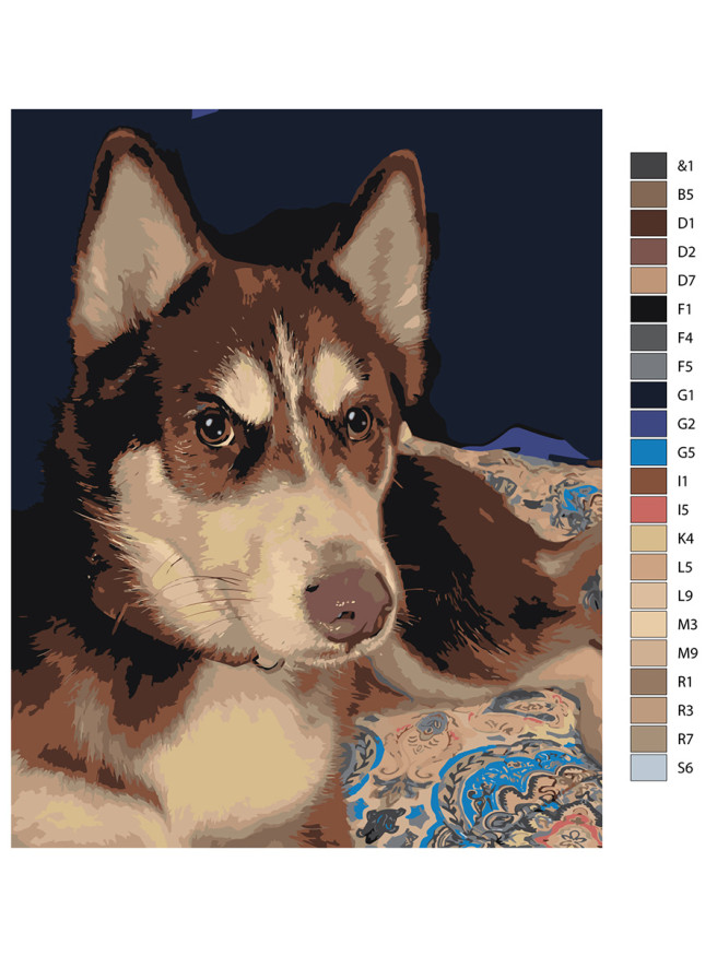 Raqamlar bo&amp;#039;yicha rasm &amp;quot;Husky&amp;quot;