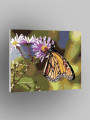 Картина по номерам &amp;quot;Бабочка&amp;quot;