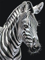 Raqamlar bo&amp;#039;yicha rasm &amp;quot;Zebra&amp;quot;