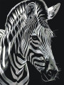 Raqamlar bo&amp;#039;yicha rasm &amp;quot;Yelli zebra&amp;quot;