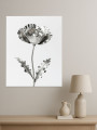 Постер на холсте &amp;quot;Серебряный мак&amp;quot;