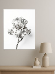 Постер на холсте &amp;quot;Серебряный ирис&amp;quot;